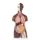 Classic Unisex Human Torso Model, 12 part, dark skin, 1024375 [B09D], Anatomical Models