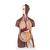 Torso classic, senza sesso, in 12 parti, pelle scura, 1024375 [B09D], PON Biologia e Chimica - Laboratorio (Small)