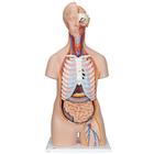 Модель торса человека, бесполая, 16 частей, 1000188 [B11], Модели торса человека