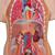 Classic Unisex Human Torso Model, 14 part, 1000190 [B13], Human Torso Models (Small)