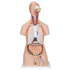 经典无性躯干模型，后背开放，21部分, 1000192 [B17], 躯干模型