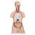 등이 개방된 고급형 양성 상반신 모형, 21파트 Classic Unisex Torso with Open Back, 21-part, 1000192 [B17], 인체 상반신 모형 (Small)