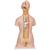 Classic Unisex Human Torso Model with Open Back, 21 part, 1000192 [B17], Human Torso Models (Small)