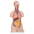 Модель торса человека, бесполая, с открытыми шеей и спиной, 18 частей - 3B Smart Anatomy, 1000193 [B19], Модели торса человека