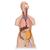 Classic Unisex Human Torso Model with Opened Neck and Back, 18 part, 1000193 [B19], Human Torso Models (Small)