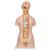 Classic Unisex Human Torso Model with Opened Neck and Back, 18 part, 1000193 [B19], Human Torso Models (Small)