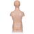 Mini Human Torso Model, 12 part, 1000195 [B22], Human Torso Models (Small)