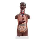 Mini Human Torso Model, 12 part, dark skin - 3B Smart Anatomy, 1024376 [B22D], Anatomical Models