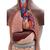 Mini torso, in 12 parti, pelle scura, 1024376 [B22D], Modelli di Torso (Small)