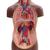 Mini Human Torso Model, 12 part, dark skin, 1024376 [B22D], Human Torso Models (Small)