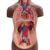 Mini torso, in 12 parti, pelle scura - 3B Smart Anatomy, 1024376 [B22D], Modelli di Torso (Small)
