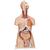 Deluxe Dual Sex Human Torso Model, 24 part, 1000196 [B30], Human Torso Models (Small)