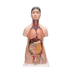 Deluxe Asian Dual Sex Human Torso Model, 18 part, 1000199 [B32/4], Human Torso Models