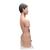 Torsos bisexuado japoneses, 18 partes, 1000199 [B32/4], Modelos de Torsos Humanos (Small)