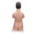 Torso bisessuato giapponese, in 18 parti, 1000199 [B32/4], Modelli di Torso (Small)