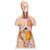 Torso bisessuato, modello di lusso, in 20 parti, 1000197 [B32], Modelli di Torso (Small)