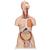 Deluxe Dual Sex Human Torso Model with Opened Back, 28 part, 1000200 [B35], Human Torso Models (Small)