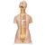 Deluxe Dual Sex Human Torso Model with Opened Back, 28 part, 1000200 [B35], Human Torso Models (Small)