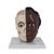 Modelo de la cabeza, 2 piezas, tono de piel oscuro, 1024378 [B37/1D], Modelos de Cabeza (Small)