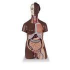 Deluxe Dual Sex Torso Model, 24 part, dark skin, 1000202 [B37], Human Torso Models