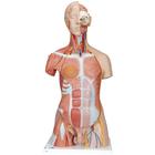 양성 근육 상반신 모형, 31파트 Deluxe Dual Sex Human Muscle Torso Model, 31 part, 1000203 [B40], 인체 상반신 모형