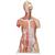 Deluxe Dual Sex Human Muscle Torso Model, 31 part, 1000203 [B40], Human Torso Models (Small)