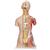 Deluxe Dual Sex Human Muscle Torso Model, 31 part, 1000203 [B40], Human Torso Models (Small)