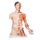 Life-Size Asian Dual Sex Human Torso Model with Muscular Arm, 33 part, 1000204 [B41], Human Torso Models