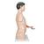 Life-Size Asian Dual Sex Human Torso Model with Muscular Arm, 33 part, 1000204 [B41], Human Torso Models (Small)