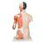 Life-Size Asian Dual Sex Human Torso Model with Muscular Arm, 33 part, 1000204 [B41], Human Torso Models (Small)