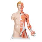 팔근육이 있는 양성 상반신 모형, 33-파트 Life-Size Dual Sex Human Torso Model with Muscle Arm, 33 part, 1000205 [B42], 인체 상반신 모형