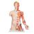 Life-Size Dual Sex Human Torso Model with Muscle Arm, 33 part, 1000205 [B42], Human Torso Models (Small)