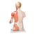 Life-Size Dual Sex Human Torso Model with Muscle Arm, 33 part, 1000205 [B42], Human Torso Models (Small)