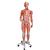 Figura con muscoli, bisessuale, in 45 parti, 1013881 [B50], Modelli di Muscolatura (Small)