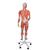 3/4 Life-Size Dual Sex Human Muscle Model on Metal Stand, 45-part, 1013881 [B50], Muscle Models (Small)