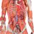 3/4 Life-Size Dual Sex Human Muscle Model on Metal Stand, 45-part, 1013881 [B50], Muscle Models (Small)