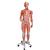 Фигура с мышцами, женская, 23 части - 3B Smart Anatomy, 1013882 [B51], Модели мускулатуры человека и фигуры с мышцами (Small)