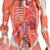 3/4 Life-Size Female Human Muscle Model without Internal Organs on Metal Stand, 23 part, 1013882 [B51], Muscle Models (Small)