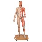 Figura con muscoli 3B Scientific® a grandezza naturale, bisessuato, asiatica, in 39 parti, 1000208 [B52], Modelli di Muscolatura