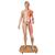 Life-Size Dual Sex Asian Human Figure, Half Side with Muscles, 39 part, 1000208 [B52], Muscle Models (Small)