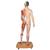 Life-Size Dual Sex Asian Human Figure, Half Side with Muscles, 39 part, 1000208 [B52], Muscle Models (Small)