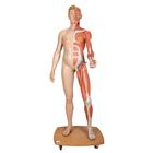 Life-Size Dual Sex Human Figure, Half Side with Muscles, 39 part, 1000209 [B53], Muscle Models