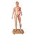 Life-Size Dual Sex Human Figure, Half Side with Muscles, 39 part, 1000209 [B53], Muscle Models (Small)