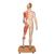 Life-Size Dual Sex Human Figure, Half Side with Muscles, 39 part, 1000209 [B53], Muscle Models (Small)