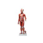 Figura Completa de Doble Sexo con Músculos, con órganos internos, desmontable en 33 piezas, 1019231 [B55], Modelos de Musculatura