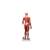 1/2 Life-Size Complete Human Dual Sex Muscle Model, 33 part, 1019231 [B55], Muscle Models (Small)