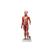 Figura Muscular Feminina Humana Completa com 1/2 Tamanho Real, sem Órgãos Internos, 21 partes, 1019232 [B56], Modelo de musculatura (Small)