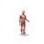 Figura Muscular Feminina Humana Completa com 1/2 Tamanho Real, sem Órgãos Internos, 21 partes, 1019232 [B56], Modelo de musculatura (Small)