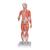 Цельная фигура с мышцами, женская, 1019232 [B56], Модели мускулатуры человека и фигуры с мышцами (Small)