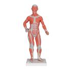 Фигура с мышцами, 1/3 от натуральной величины, 2 части - 3B Smart Anatomy, 1000212 [B59], Модели мускулатуры человека и фигуры с мышцами